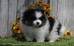 Pomeranian dogs for sale: Kimberly - Image 3