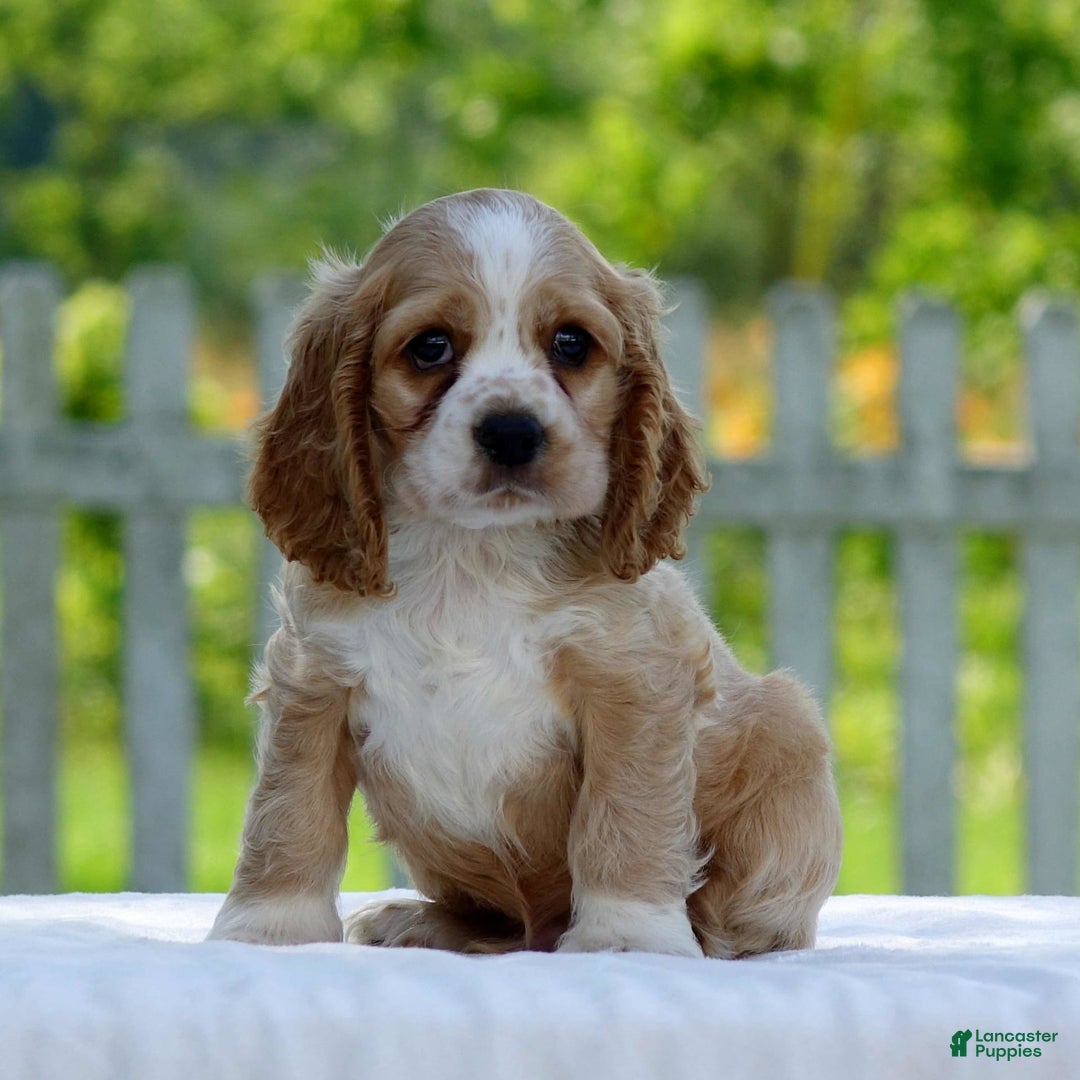 Cocker Spaniel dogs for sale: Tanner - Image 1