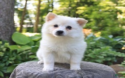 American Eskimo dogs for sale: Stuart - Image 1