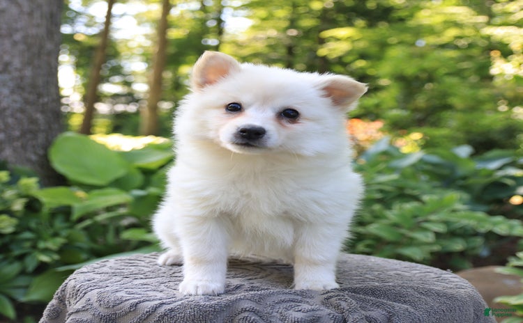American Eskimo dogs for sale - Ad 2