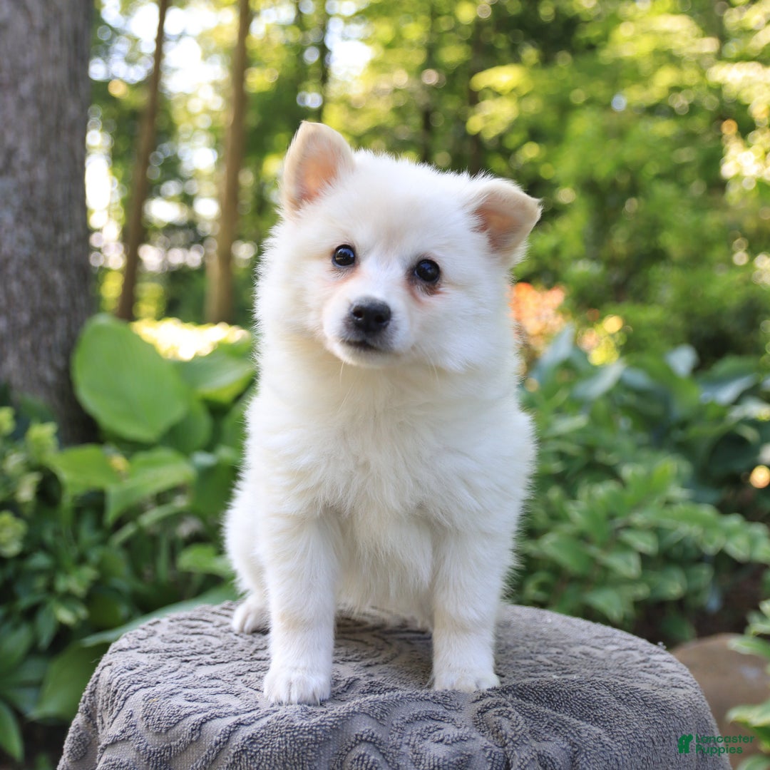 American Eskimo dogs for sale: Stuart - Image 1