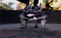American Bully dogs for sale: Coco - Image 4