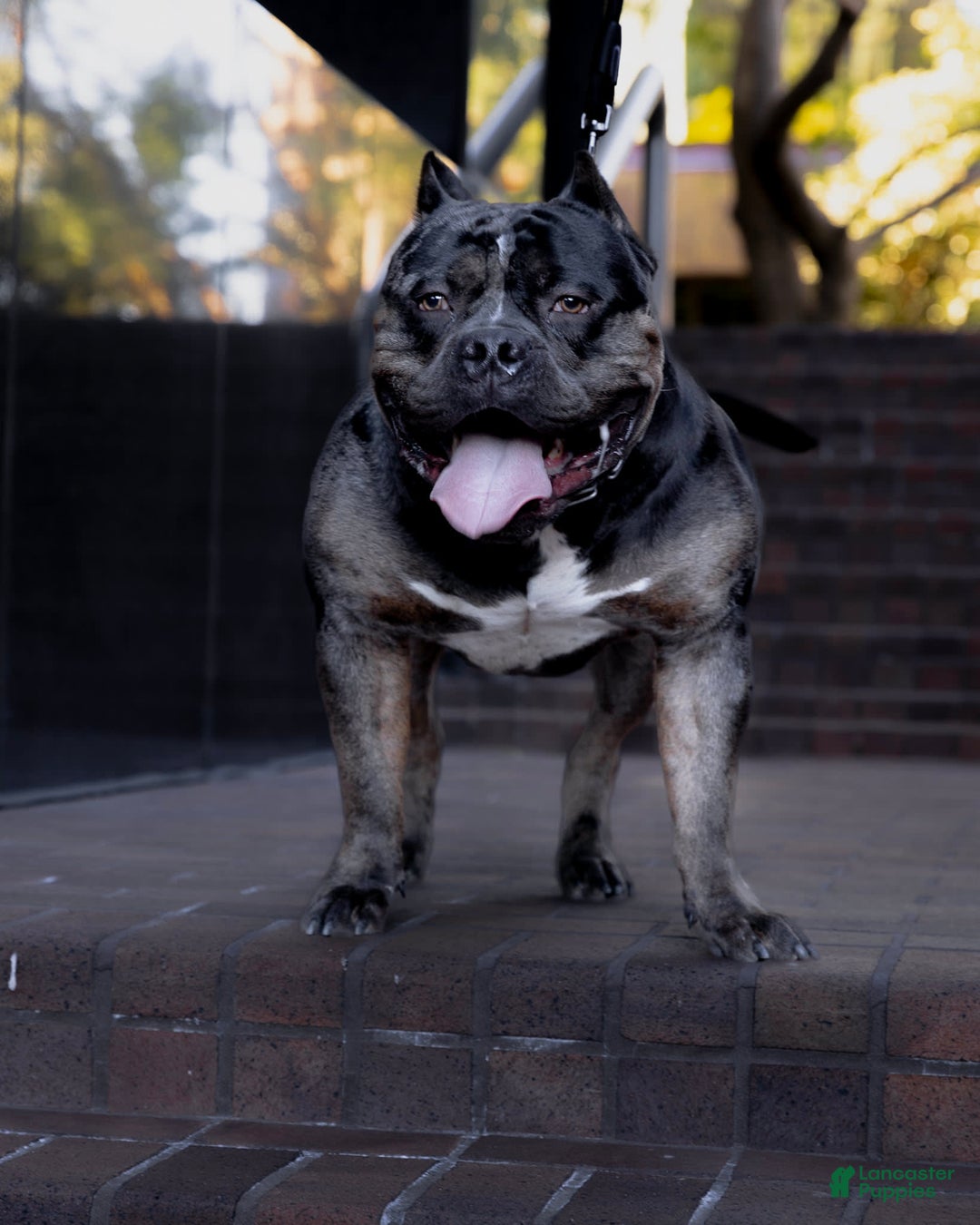 American Bully dogs for sale: Coco - Image 4