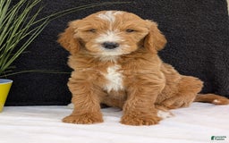 Goldendoodle dogs for sale: Parker - Image 16