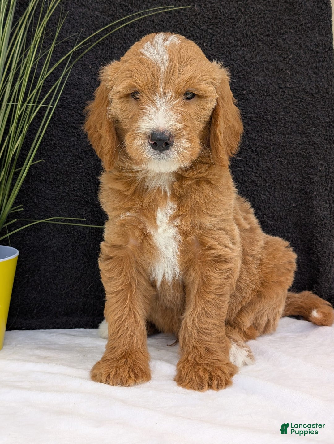 Goldendoodle dogs for sale: Parker - Image 16