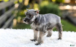 Miniature Schnauzer dogs for sale: Buddy - Image 9