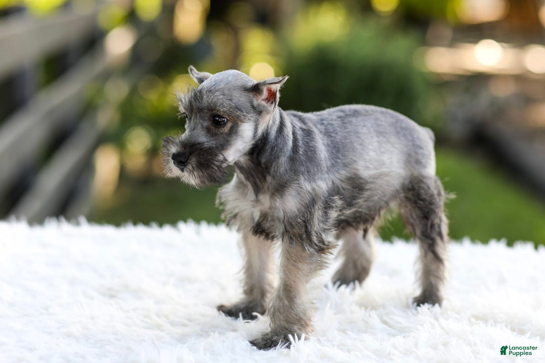 Miniature Schnauzer dogs for sale: Buddy - Image 9