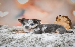 Chihuahua dogs for sale: Callie - Image 12