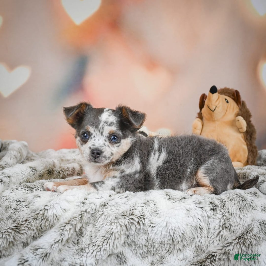 Chihuahua dogs for sale: Callie - Image 12