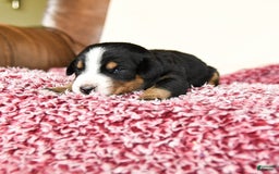 Greater Swiss Mountain Dog dogs for sale: Hunter - Image 4