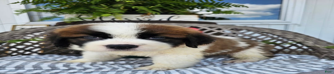 Bosco