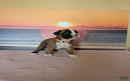 Boxer dogs for sale: Tabasco - Image 3