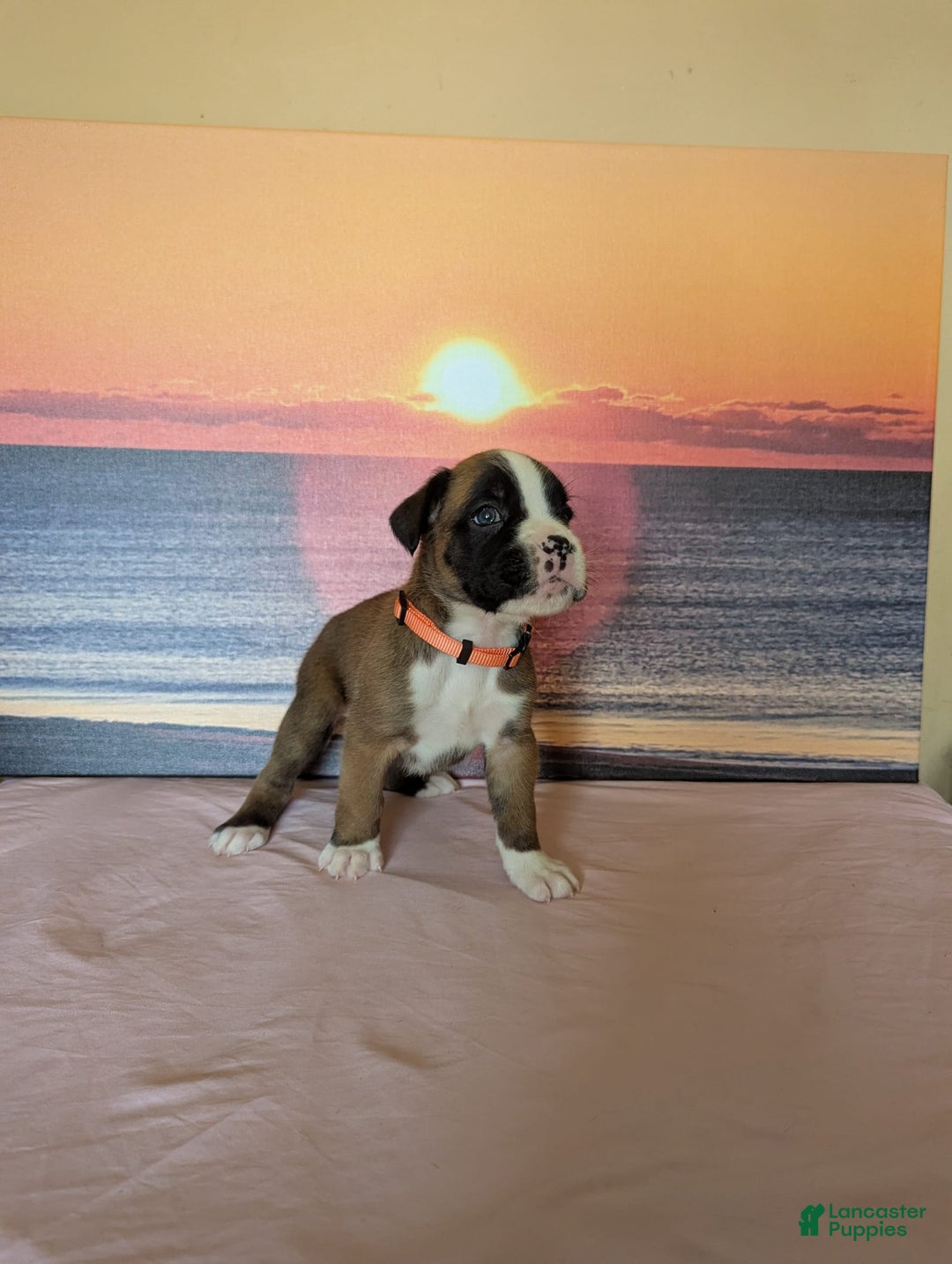 Boxer dogs for sale: Tabasco - Image 3