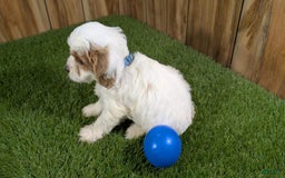 Cavapoo dogs for sale: Fiona Boy 1 - Image 12