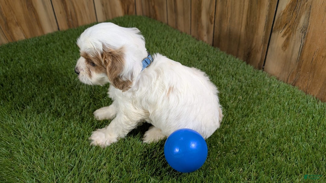Cavapoo dogs for sale: Fiona Boy 1 - Image 12