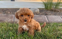 Cavapoo dogs for sale: Karla - Image 10