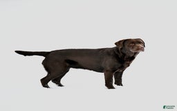Labrador Retriever dogs for sale: Yellow Boy - Image 6