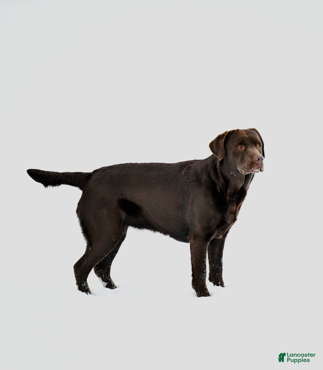 Labrador Retriever dogs for sale: Yellow Boy - Image 6