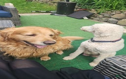 Goldendoodle dogs for sale: Bagel - Image 7