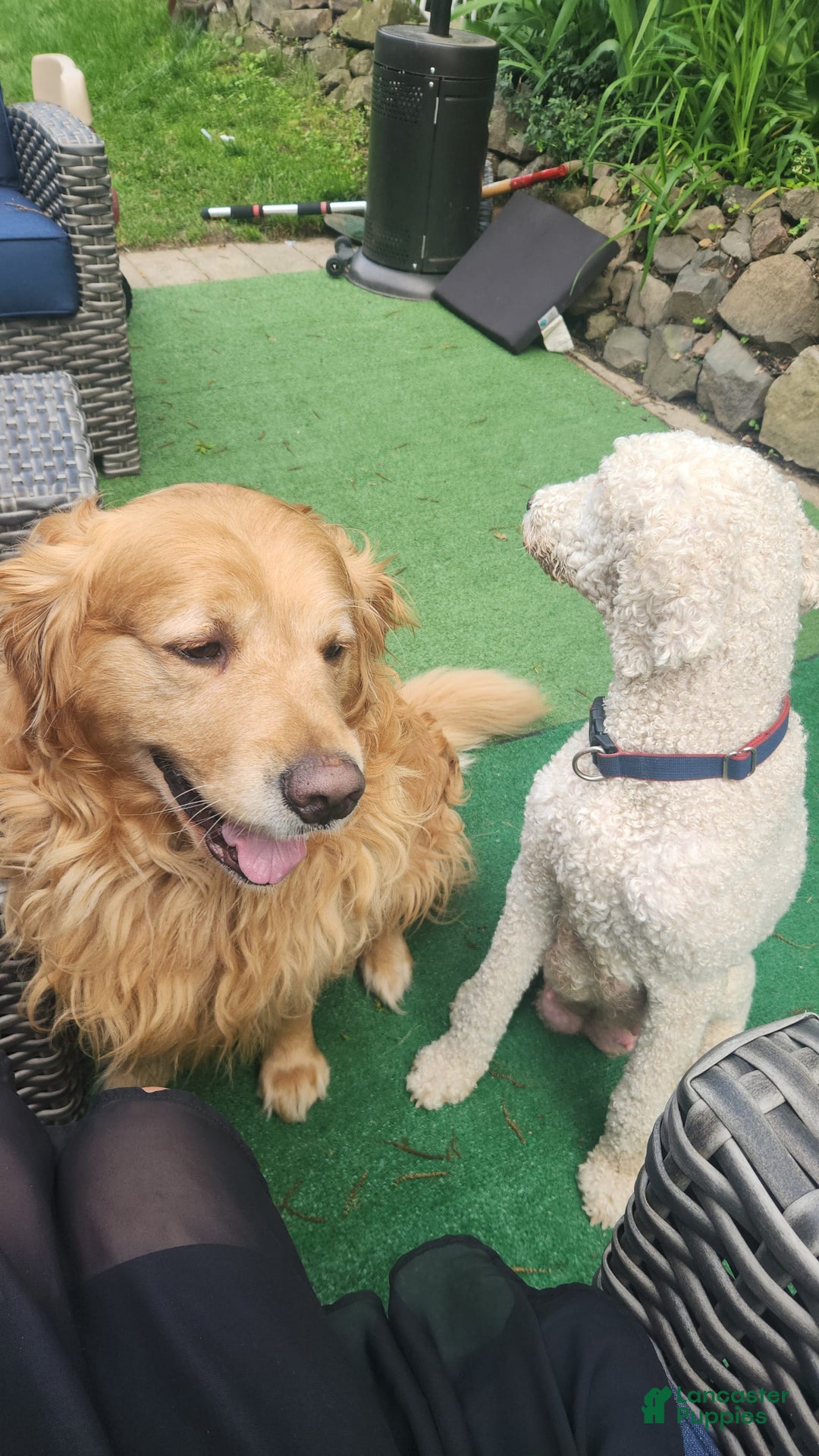 Goldendoodle dogs for sale: Bagel - Image 7