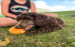Standard Poodle dogs for sale: Flash Cafe Au Lait - Image 1