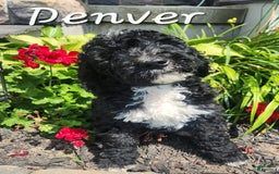Bernedoodle dogs for sale: Denver - Image 7