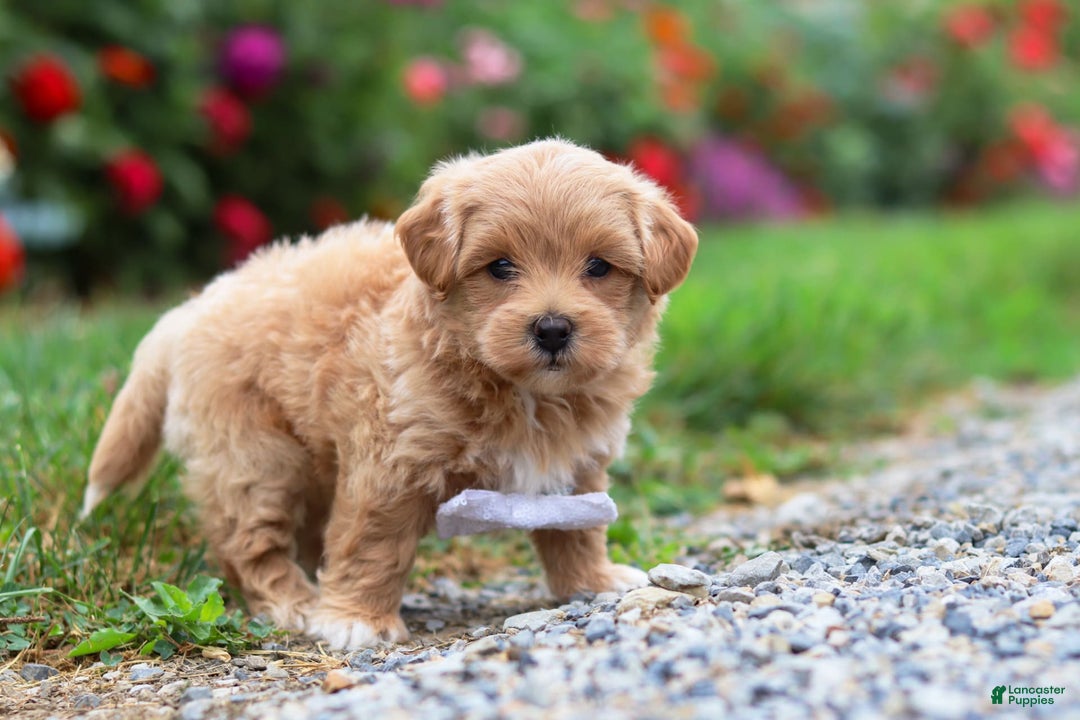 Maltipoo dogs for sale: Tommy - Image 6