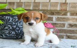 Jack Russell Terrier dogs for sale: Dash - Image 2