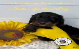 Mini Bernedoodle dogs for sale: Aelas Yellow Boy - Image 2