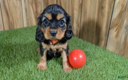 Cavalier King Charles Spaniel dogs for sale: Brin Girl 3 - Image 8