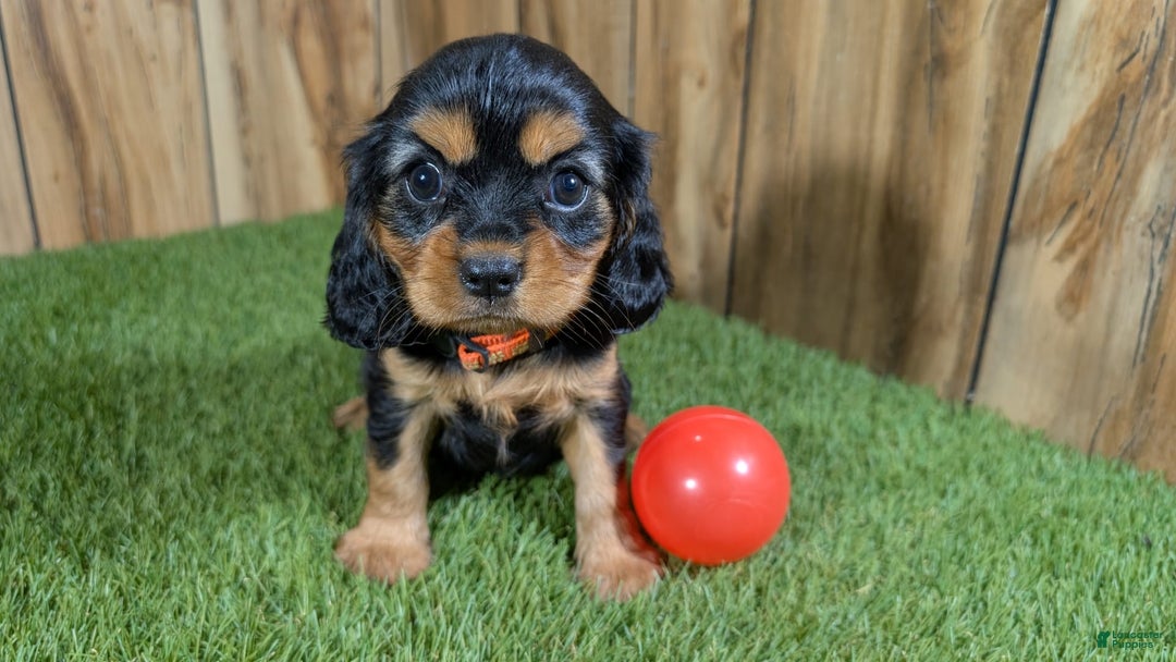 Cavalier King Charles Spaniel dogs for sale: Brin Girl 3 - Image 8