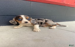 Beaglier dogs for sale: Annie - Image 8