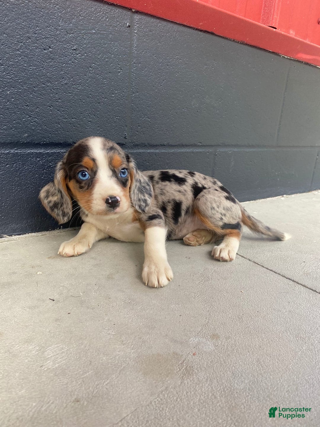 Beaglier dogs for sale: Annie - Image 8