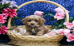 Cavapoo dogs for sale: Brownie - Image 3