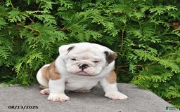 English Bulldog dogs for sale: Rocky - Image 5