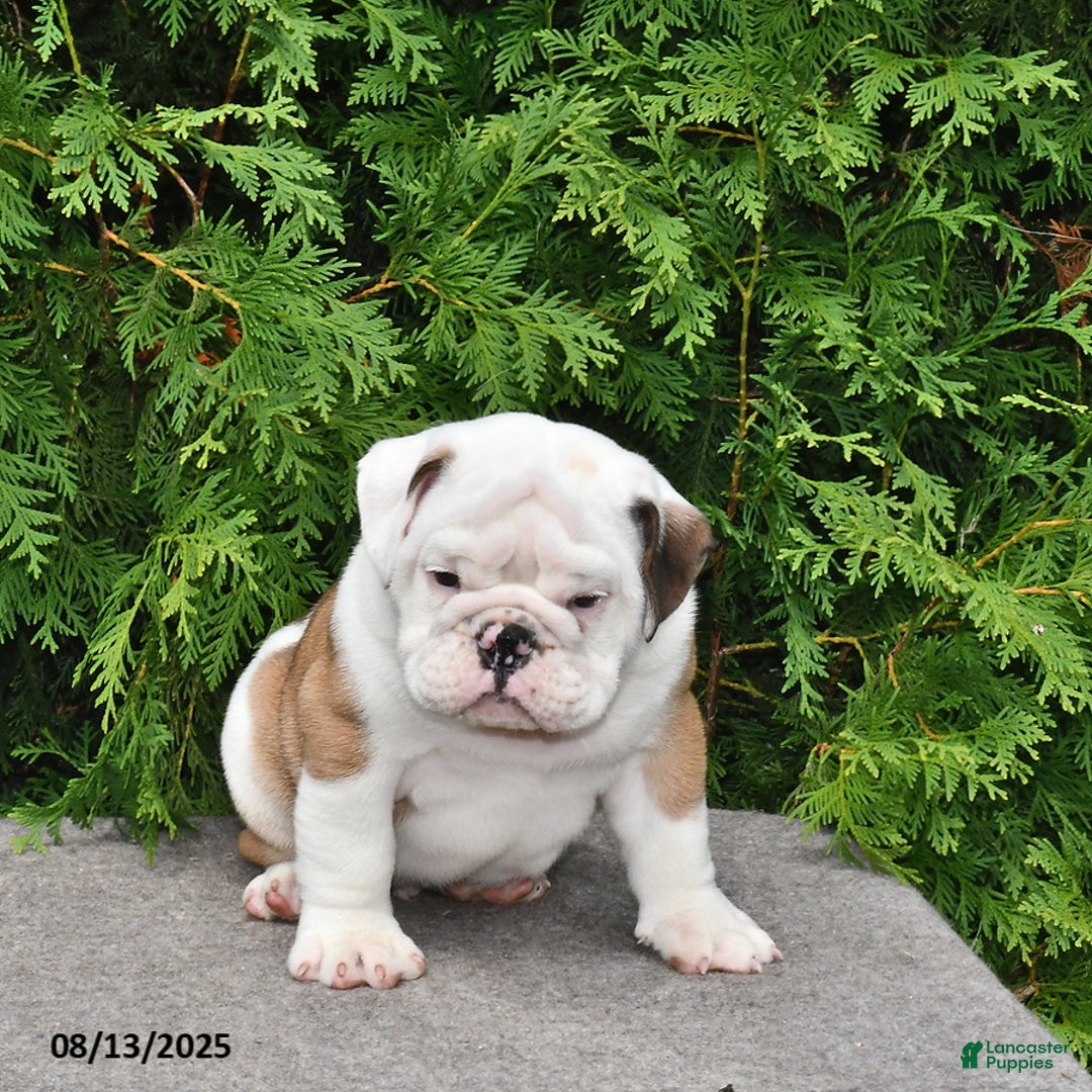 English Bulldog dogs for sale: Rocky - Image 5