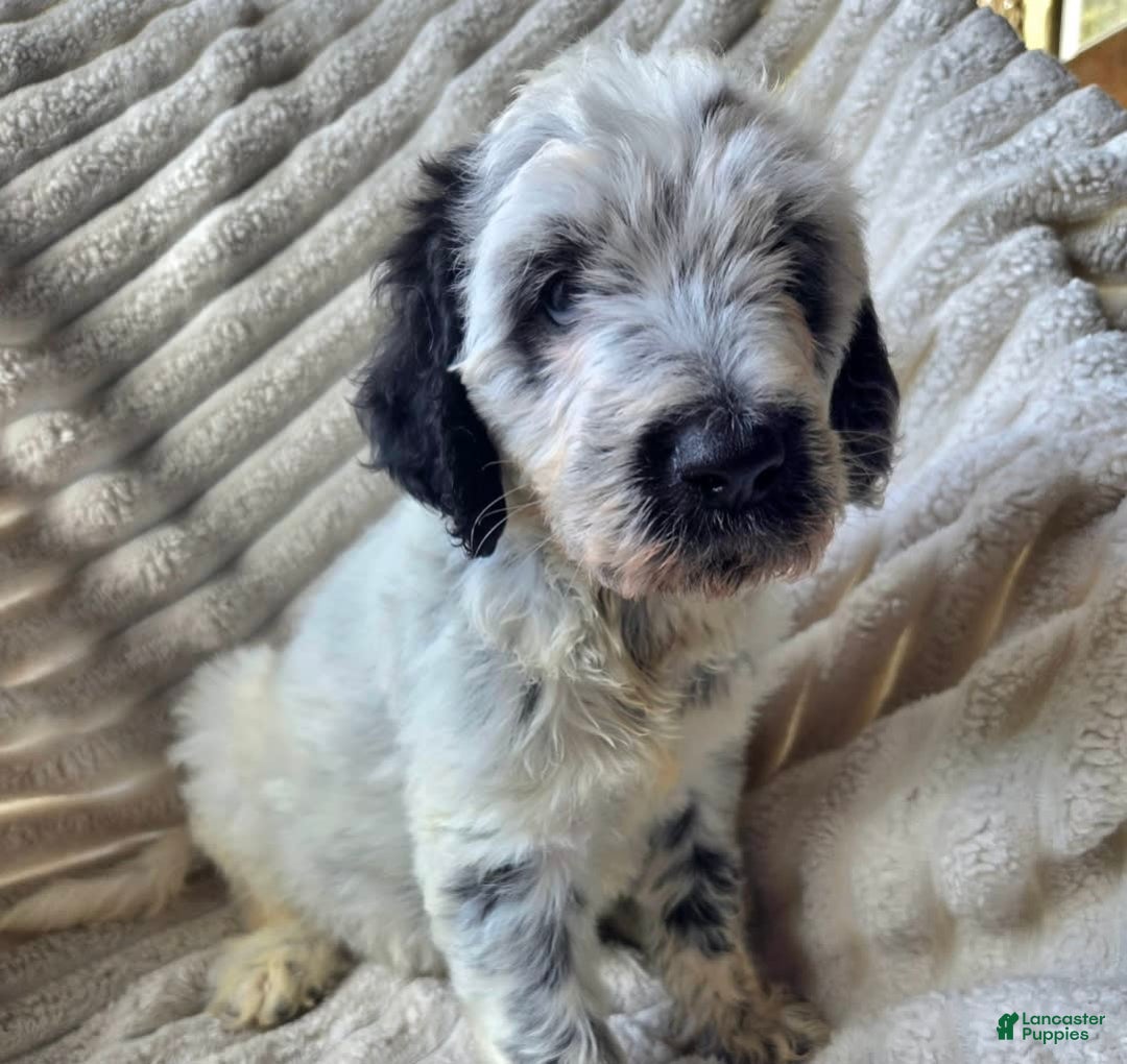 Dalmatian dogs for sale: Emmett - Image 1