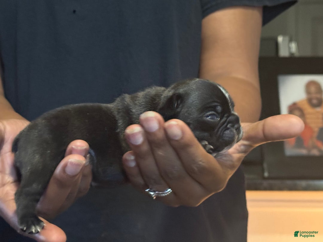 French Bulldog dogs for sale: Female 1 - Image 2