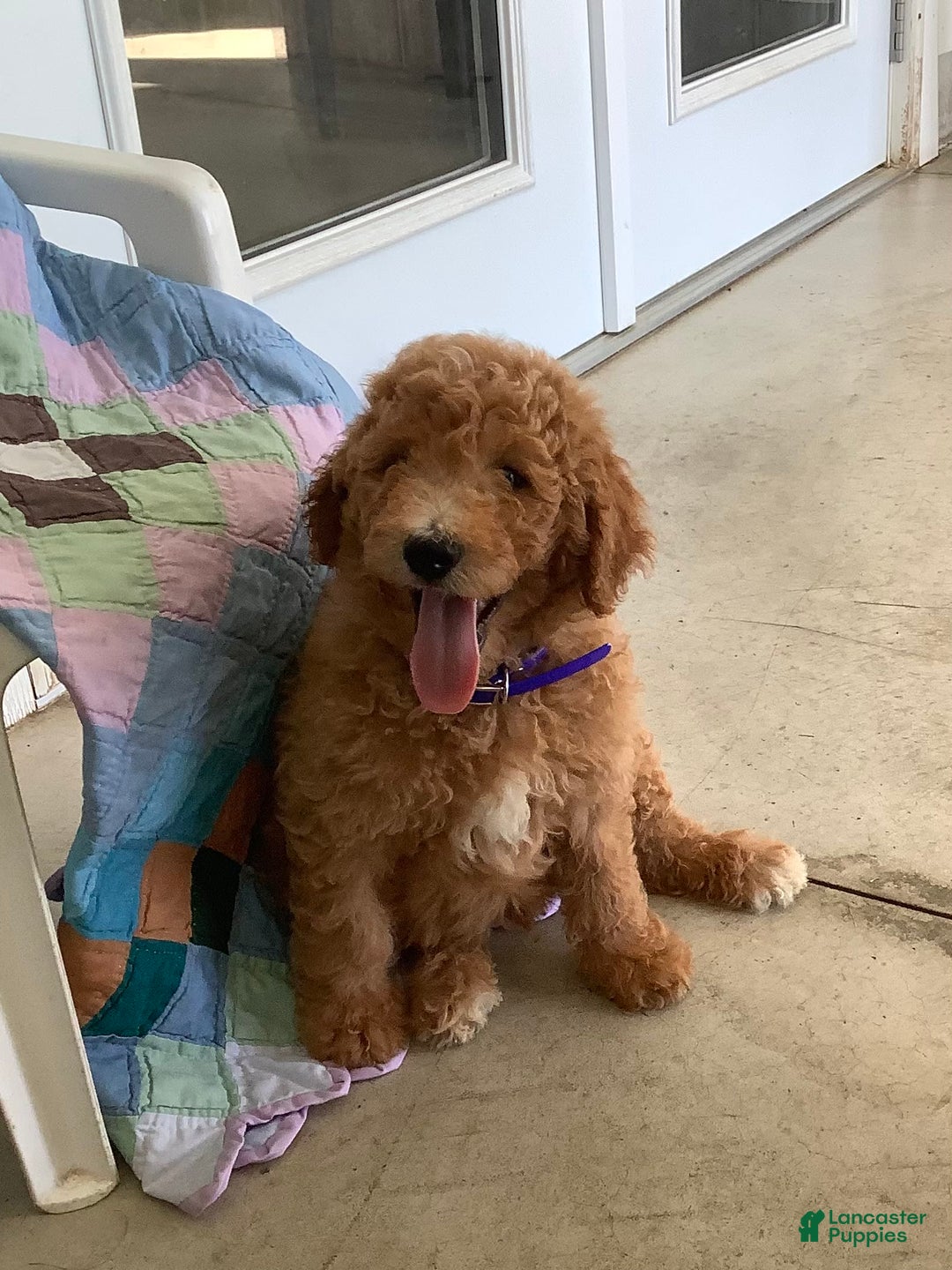 Goldendoodle dogs for sale: Kobe F2b - Image 12
