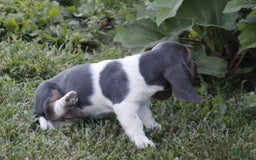 Basset Hound dogs for sale: Flo - Image 8