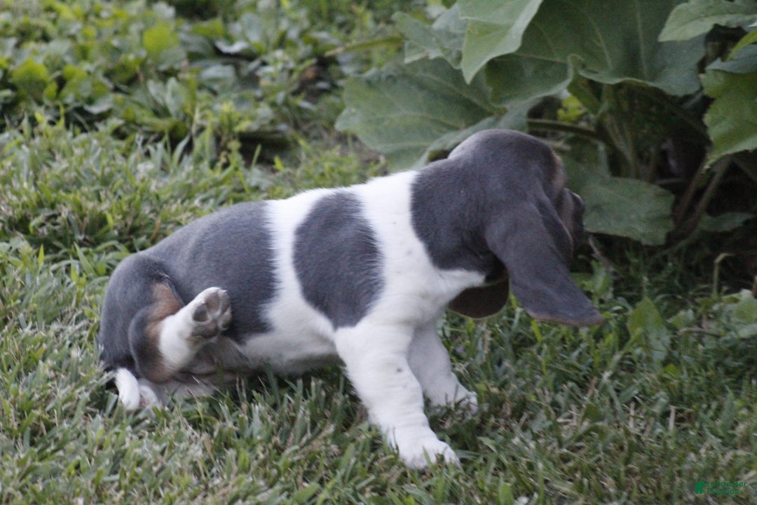 Basset Hound dogs for sale: Flo - Image 8