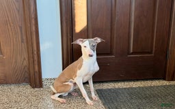 Italian Greyhound dogs for sale: Sammy - Image 2