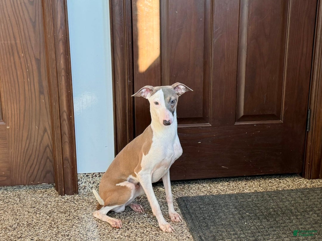 Italian Greyhound dogs for sale: Sammy - Image 2