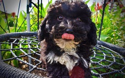 Havapoo dogs for sale: Echo - Image 5