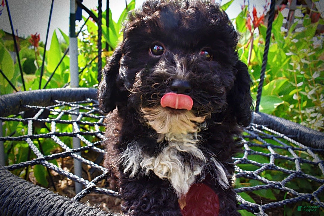 Havapoo dogs for sale: Echo - Image 5