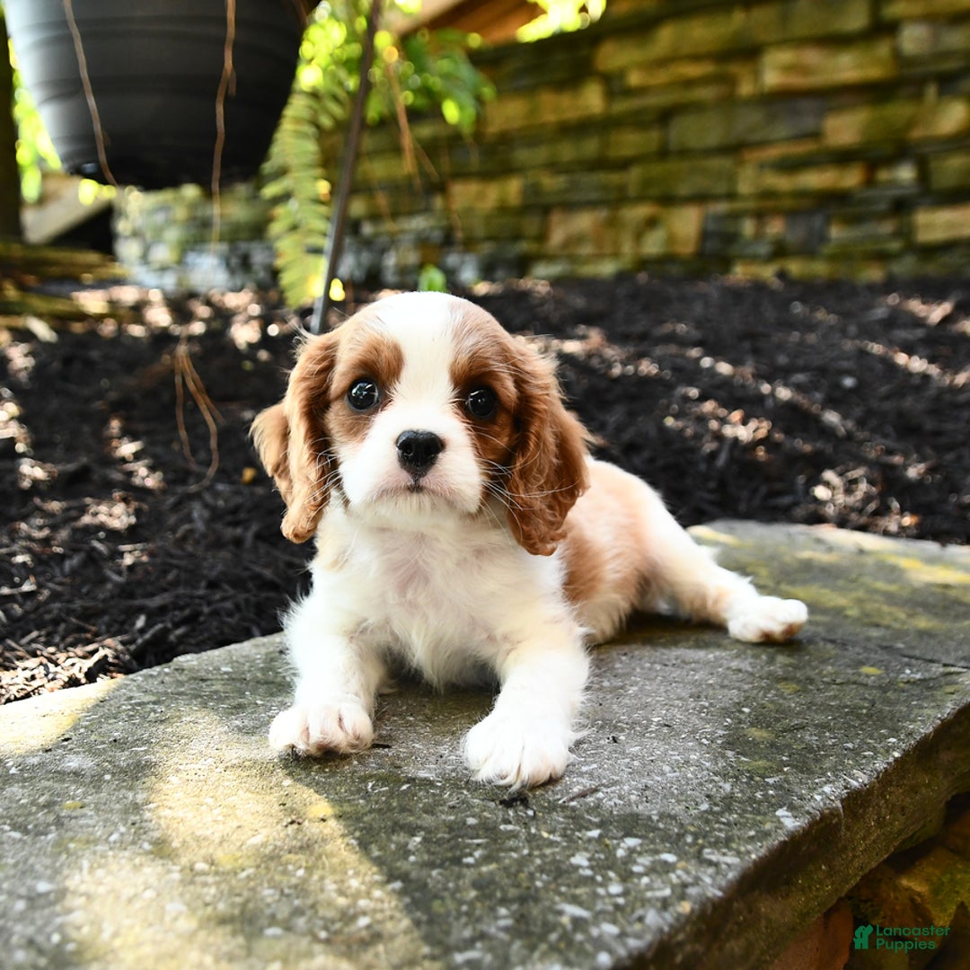 Cavalier King Charles Spaniel dogs for sale: Ryder - Image 5