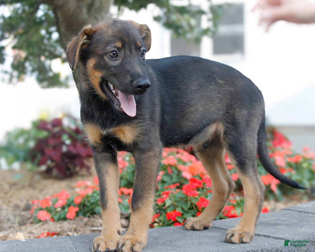 German Shepherd dogs for sale: Jerimiah - Image 6