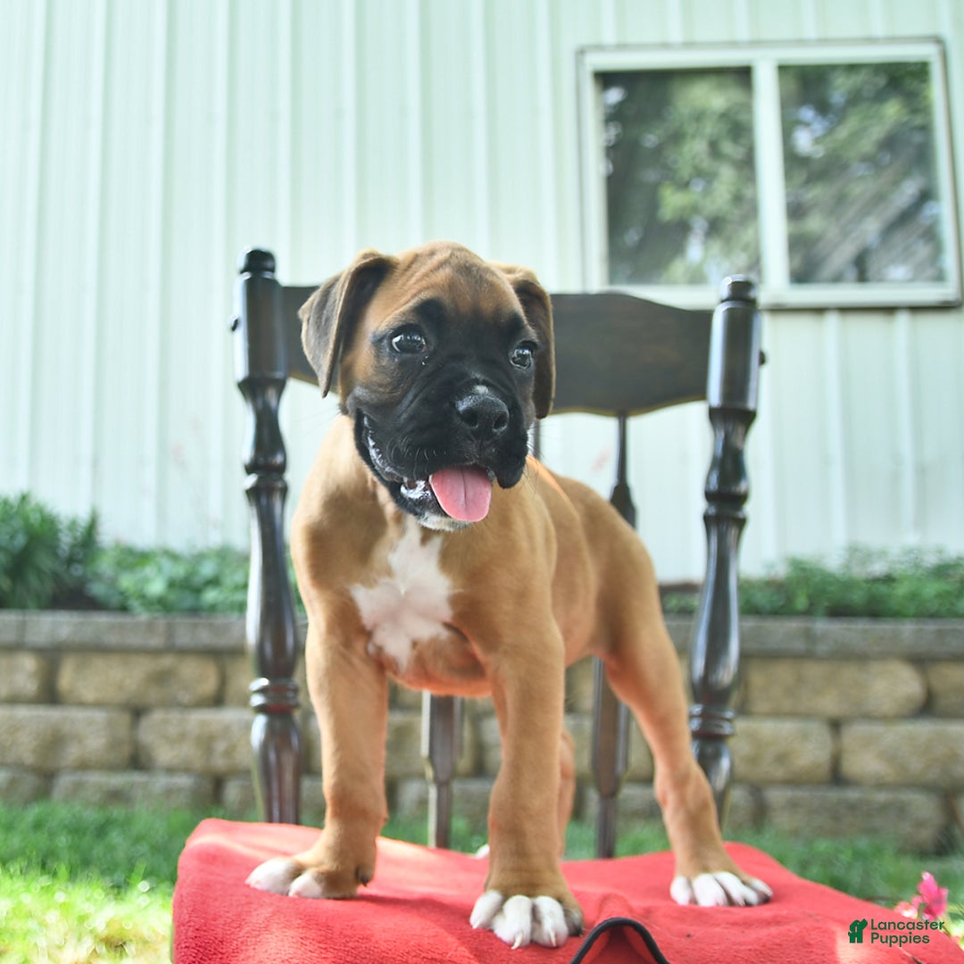 Boxer dogs for sale: Frederick - Image 1