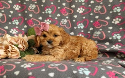 Cockapoo dogs for sale: Ella - Image 10