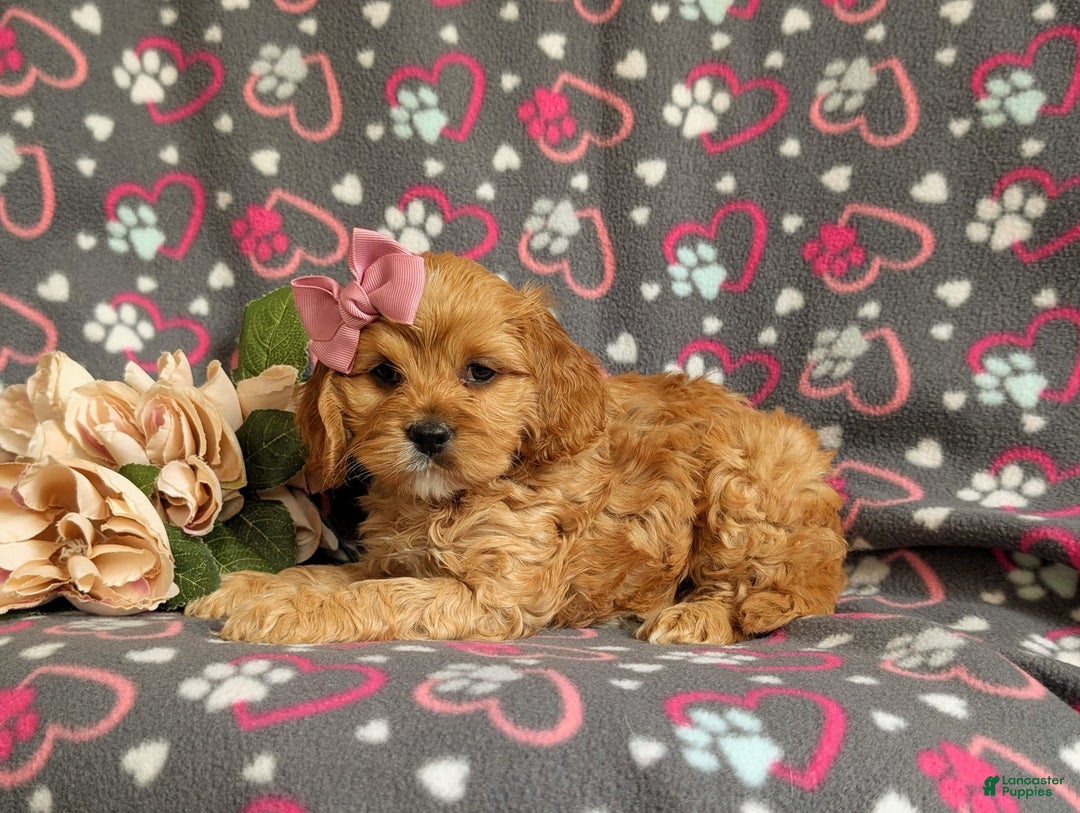 Cockapoo dogs for sale: Ella - Image 10